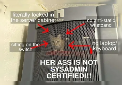 Cat Locked in Server Cabinet