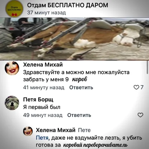 Бесплатно отдам девять коров