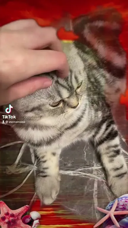 Кот превращается в закат