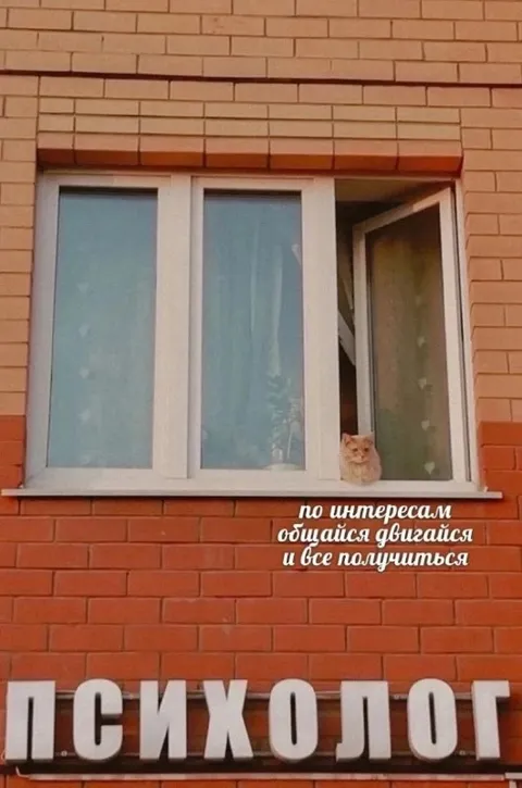 Кот-психолог у окна