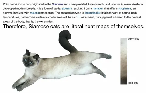 Siamese Cat Heat Map