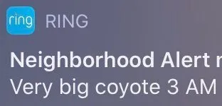 Very Big Coyote at 3 AM