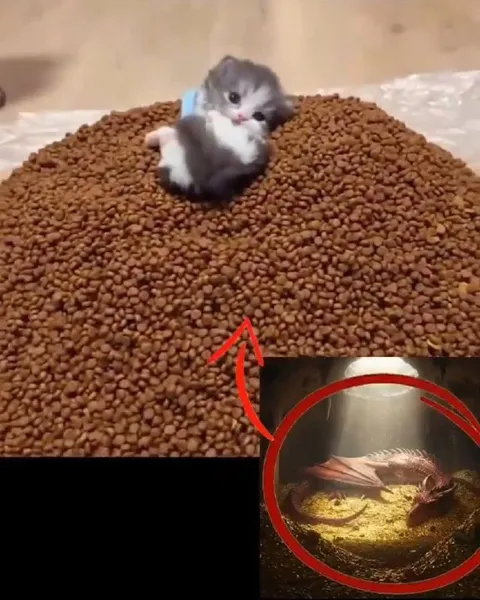 Котёнок на горе корма