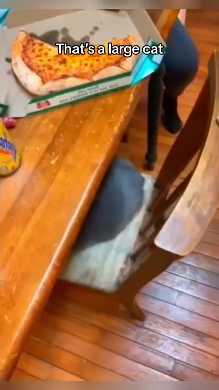 That's a Large Cat