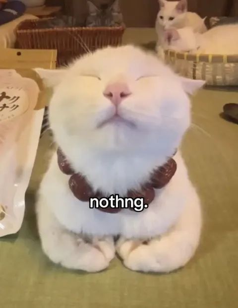 Nothng Content Cat
