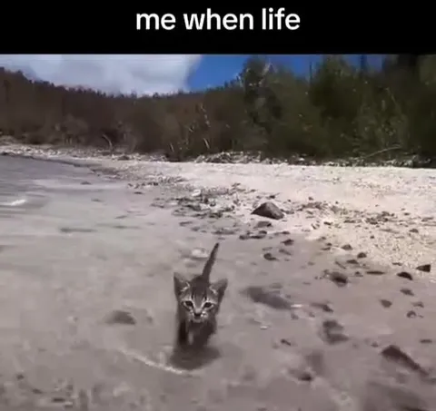 Kitten Faces Life Head-On