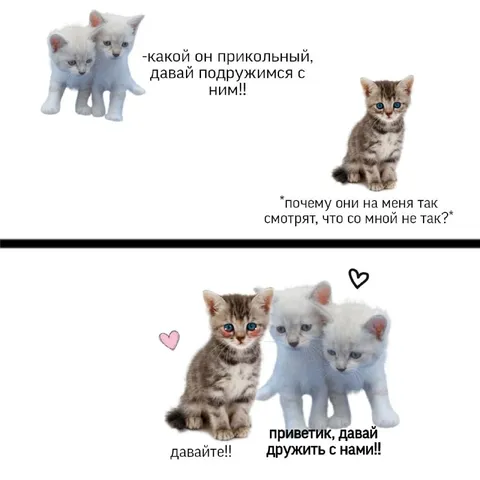 Котёнок хочет дружить