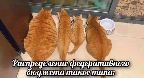 Распределение бюджета по котам