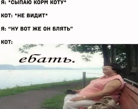 Кот наконец увидел корм