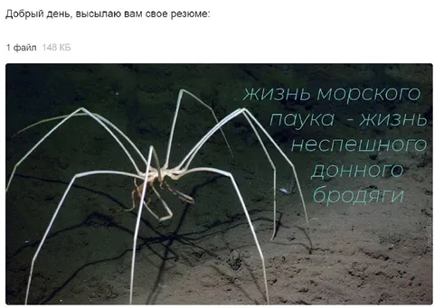 Жизнь морского паука
