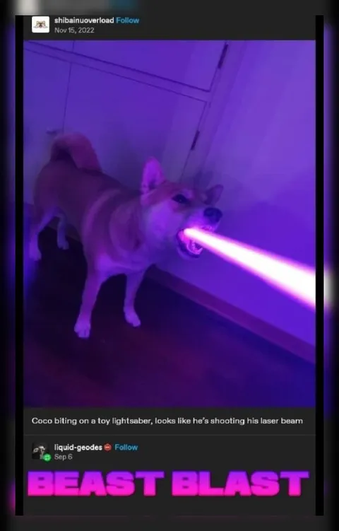 Dog Shooting a Laser Beam