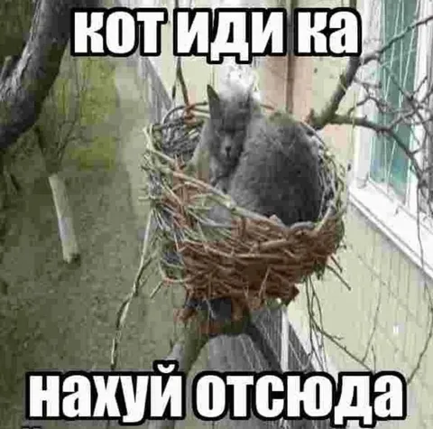 Кот занял птичье гнездо
