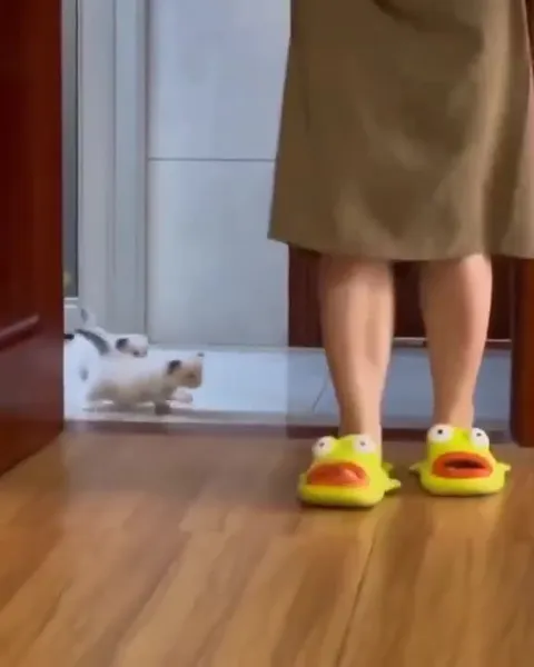 Котята бегут за мамой