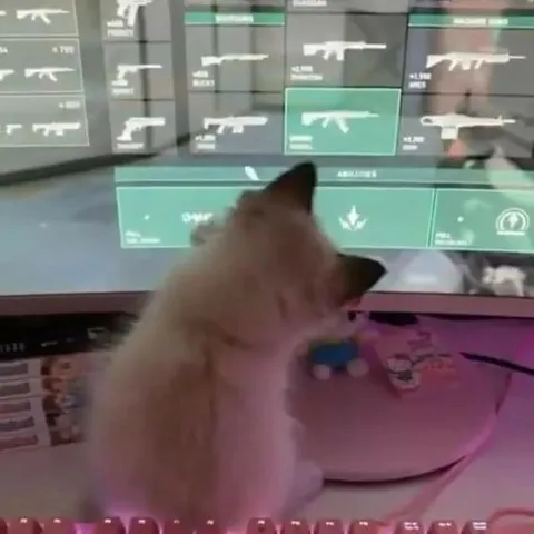 Cat Chooses a Weapon
