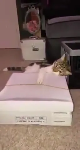 Кот играет на пианино