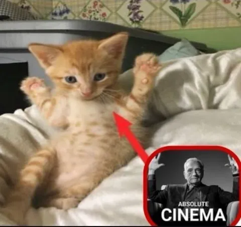 Kitten Absolute Cinema