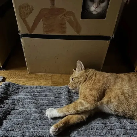 Кот охраняет картонный замок