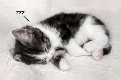 Sleepy Curled-Up Kitten