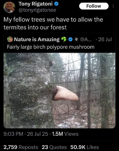 Termites Enter the Forest