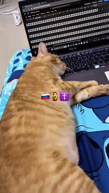 Кот печатает во сне