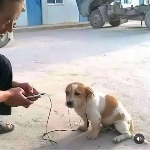 Собака слушает музыку на улице