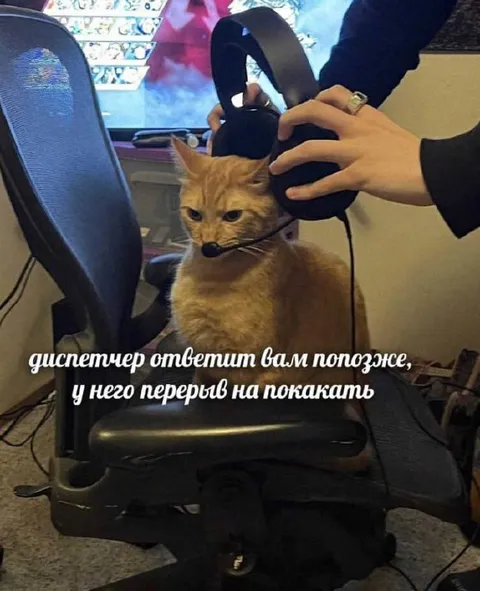 Кот на перерыве покакать