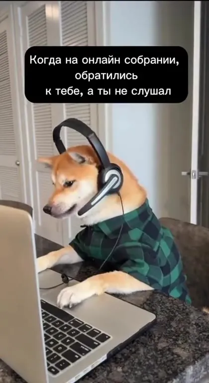 Собака на онлайн-собрании