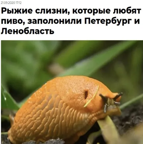 Рыжие слизни захватили Петербург