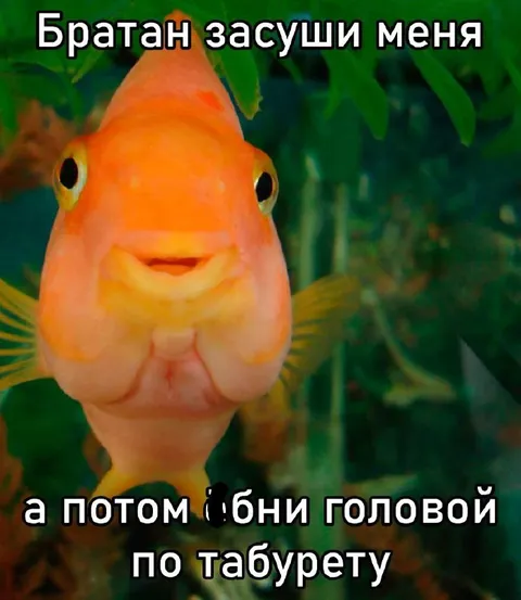 Рыба просит высушить её