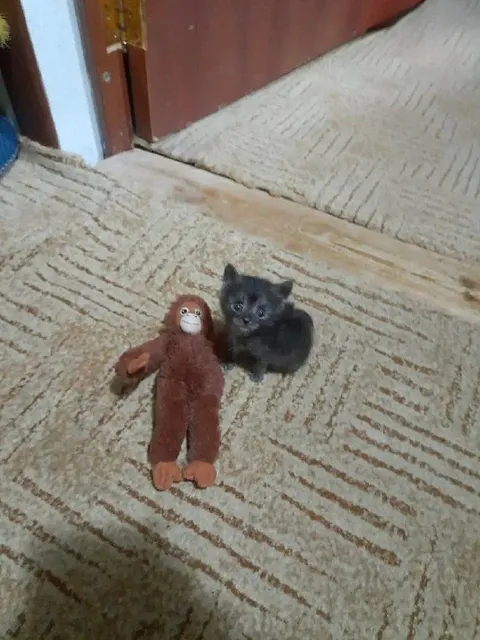 Котёнок рядом с обезьянкой