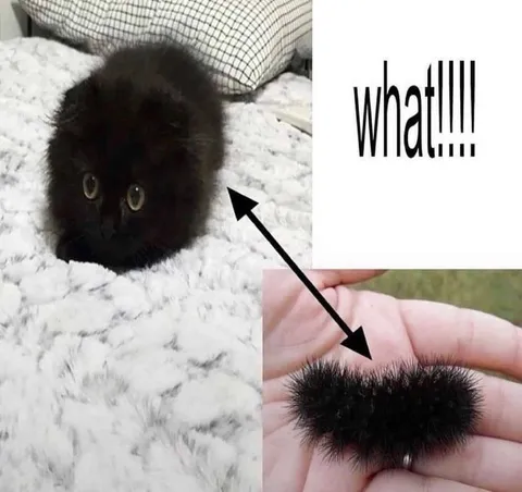 What Is This Furry Creature?