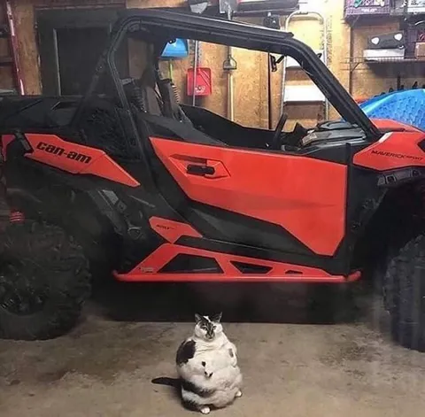 Кот под квадроциклом