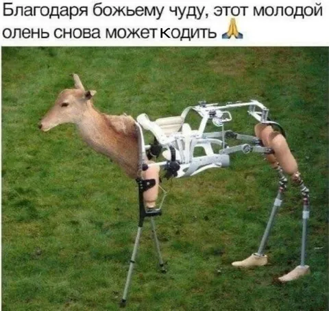 Молодой олень снова кодить