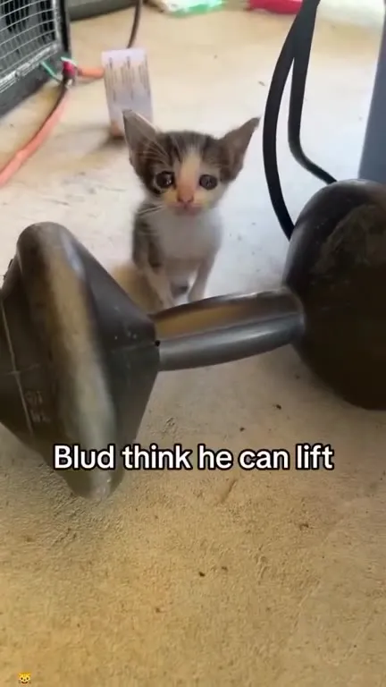 Kitten Thinks It Can Lift