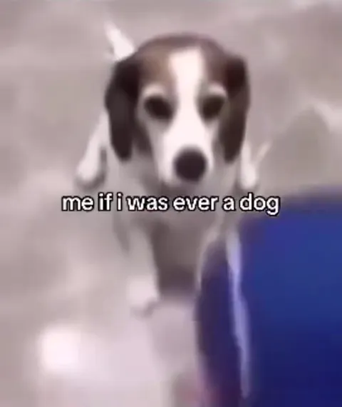 Me If I Was Ever a Dog