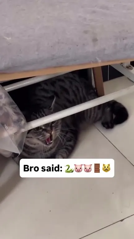 Bro said the forbidden words