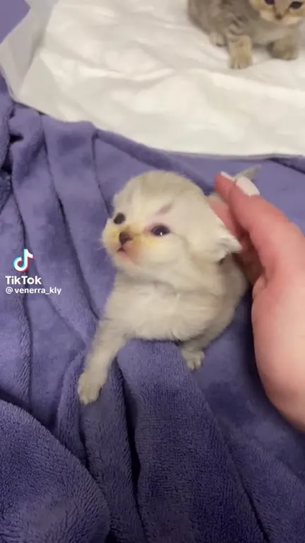Крошечный котёнок под музыку