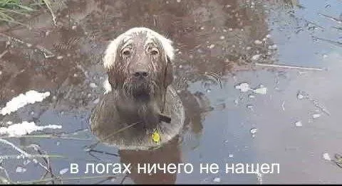 Собака ничего не нашла