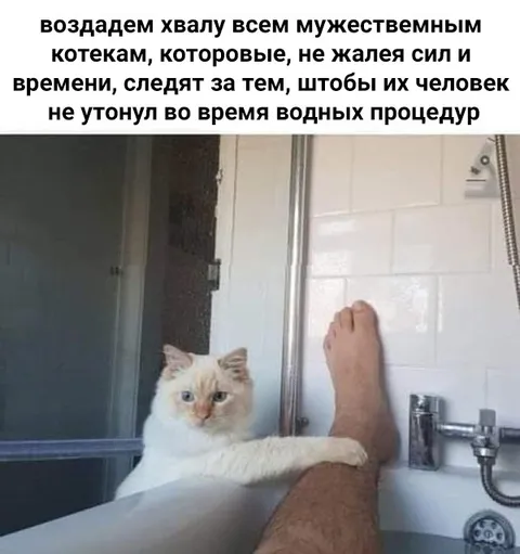 Кот спасает человека в ванной
