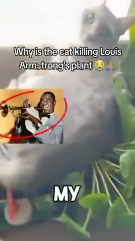 Cat Destroys Louis Armstrong's Plant