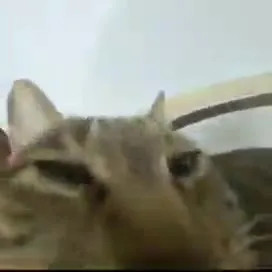 Кот поёт о любви