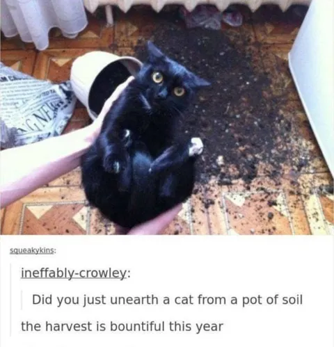 Bountiful Cat Harvest