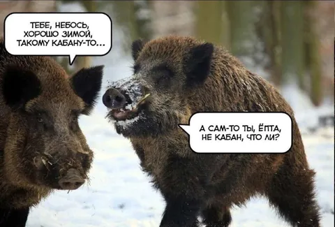 Кабаны спорят о зиме