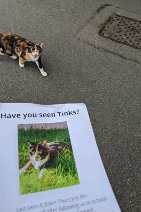 Missing Cat Finds Herself
