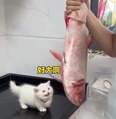 小猫遇到超大鱼