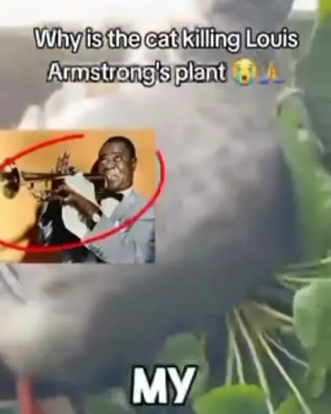 Cat Destroys Louis Armstrong's Plant