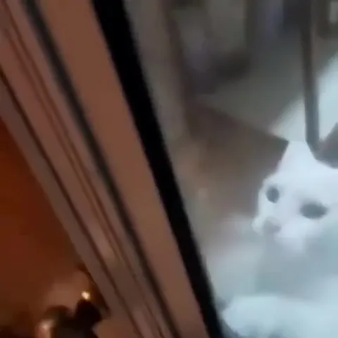 Кот смотрит на колбасу