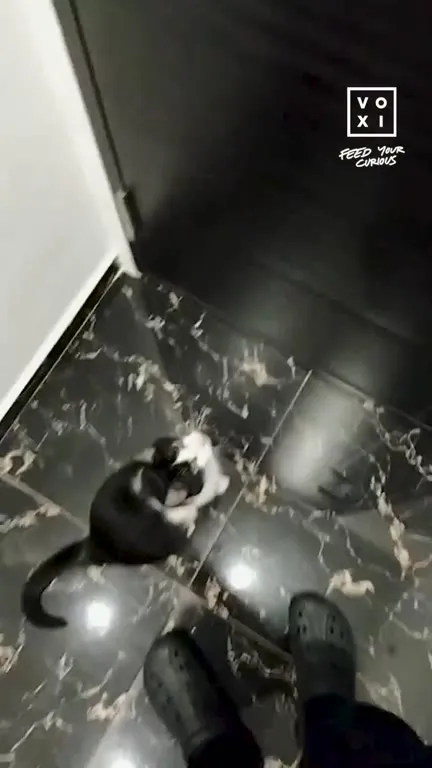 Cat Politely Opens the Door