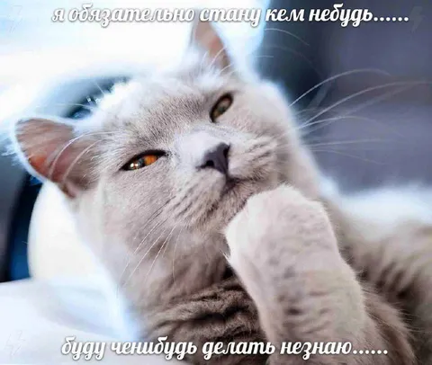 Кот обязательно станет кем-нибудь