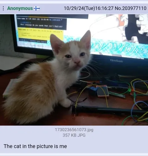 The Cat in the Picture Is Me